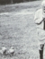 Konrad Lorenz