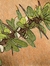 Eve Ocotillo