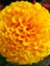 Marigold Deidre Dicer