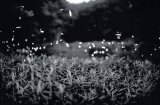 Fireflies Fireflies