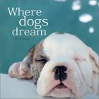 Where Dogs Dream Where Dogs Dream