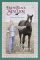 Wild Spirit (Young Black St...