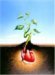 Tulip Farms and Leper Colonies