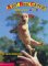 Arf! Beg! Catch!: Dogs From...