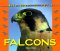 Wild Birds of Prey - Falcons