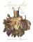 Fairie-ality: The Ellwand Collection (Hardcover)