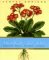 The Self Taught Gardener: Lessons From A Country Garden