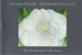 Georgia O'Keeffe 100 Flower...