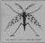 The Insect God