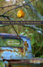 Where the Dog Star Never Glows by Tara L. Masih Where the Dog Star Never Glows by Tara L. Masih