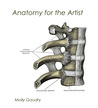 Anatomy for the Artist Anatomy for the Artist
