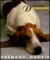 Illustrated Dogwatching (Hardcover)