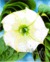 Georgia O'keeffe: 100 Flowers