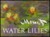 Monet, Water Lilies