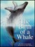 The Birth of a Whale