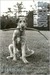 Vida de Perros / Dog Dogs (Paperback)