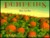 Pumpkins: A Story for a Field