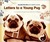 Letters to a Young Pug (Hardcover)