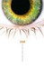 Sight (ebook)