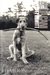 Vita da Cani (Paperback)