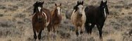 Mustang Hill (Falls Chance Ranch #3)