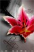 Lily (ebook)