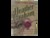 Three Complete Novels: Sweet, Savage Eden/A Pirate's Pleasure/Love Not a Rebel