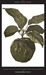 Forbidden Fruit: From The Letters of Abelard and Heloise 