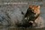 Relentless Enemies by Dereck Joubert Relentless Enemies by Dereck Joubert
