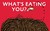What's Eating You?: Parasites -- The Inside Story (Paperback)