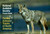 National Audubon Society Pocket Guide to Familiar Animal Tracks by National Audubon Society