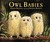 Owl Babies (Board Book)