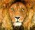 The Lion & the Mouse (ebook)