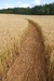 Charred Wheat