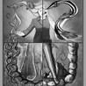 The Four Humors