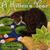 A Kitten's Year (Paperback)