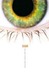Sight (Kindle Edition)