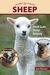 Sheep: Small-Scale Sheep Keeping For Pleasure And Profit (Paperback)