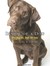 Inside of a Dog: What Dogs See, Smell, and Know (Audio CD)