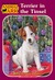 Terrier in the Tinsel (Animal Ark, #34)