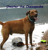 Chester The Chesapeake by Barbara Ebel