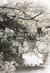 The Chinaberry Tree (Kindle Edition)