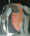 Human Anatomy