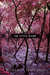 The Little Woods (Kindle Edition)