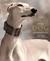 The Spirit of the Dog: An I...