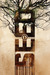Seed (Paperback)