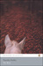 The Wars (Paperback)