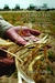 Eating the Landscape by Enrique Salmon