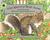 Gray Squirrel at Pacific Avenue/Mini Book (Smithsonian's Backyard) (Smithsonian's Backyard)