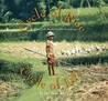 Cycle of Rice, Cycle of Life by Jan Reynolds Cycle of Rice, Cycle of Life by Jan Reynolds
